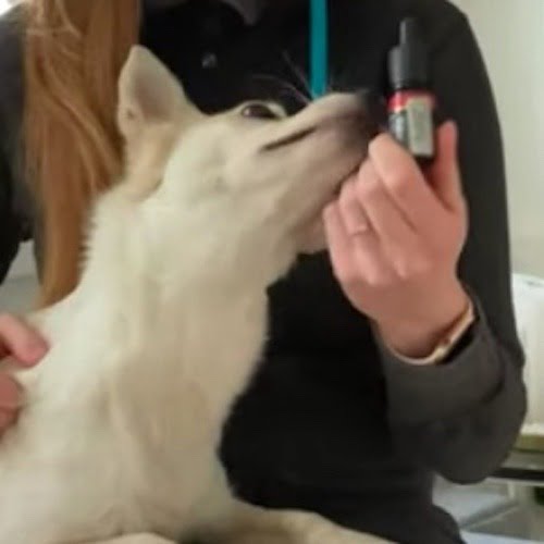 Hund snuser til NO.01 cbd dråber, før de smøre på huden