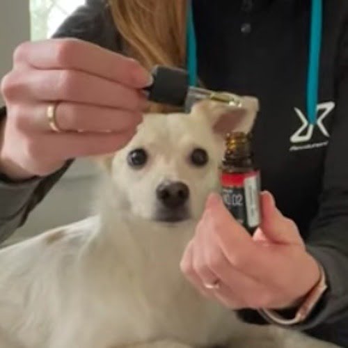 Hund snuser til NO.04 hvor dråberne doseres med en pipette