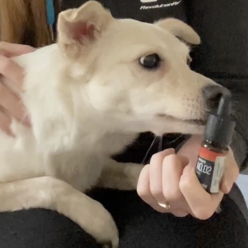 CBD olie kan ofte resultere i et hunden slikker der hvor man har smurt det på