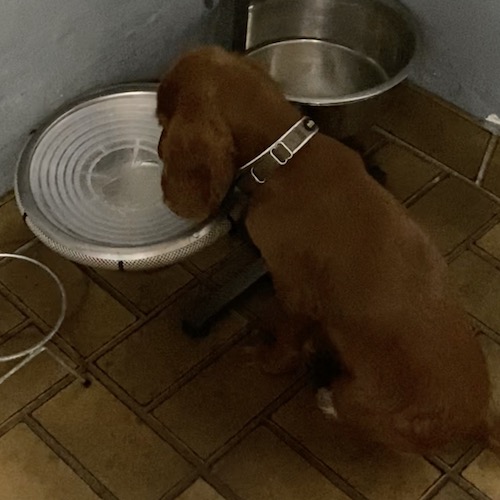 Hund drikker af droolstop