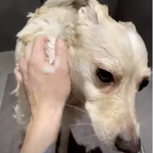 Hund vaskes i lavendelshampoo