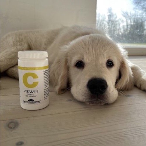 Kan man få for meget c-vitamin